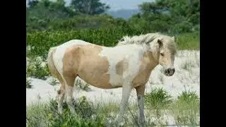 2018 Chincoteague Pony Swim -  Misty of Chincoteague