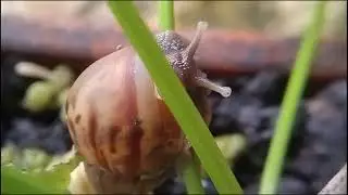 a snails crawling around planted with fresh dauni flowers