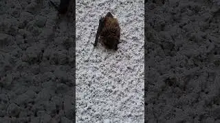 CAN'T BELIEVE I FOUND THIS IN THE UK#bats #batsman