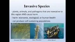 Invasive Species 101