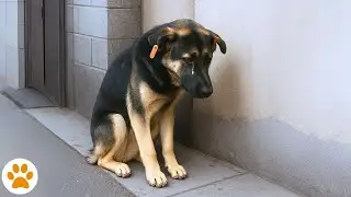 Dog Found Crying In Street Survives Jaw, Hip, And Tail Surgeries