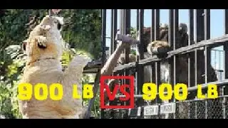 🐯900-фунтовый тигр против 🦁900-фунтового лигра: сравнение размеров тигра, лигера и льва