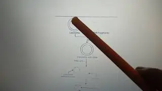 Gene transfer methods part3