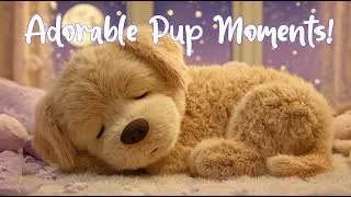 Brahms Lullaby for Dogs 2026 🐶 Deep Sleep & Separation Anxiety Relief 🎵 Calming Music for Puppies
