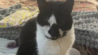 Cat videos JTB Whisker Haven: Cats at Ease live cat cam