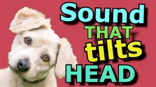 Sounds That Make Dogs Tilt Their Head (GUARANTEED)