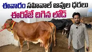 ఈవారం సహివాల్ ఆవుల ధరలు ఈరోజే దిగిన లోడ్ || Sahiwal Cows price in Telangana 