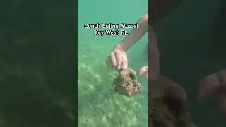 Conch Eating Mussel Key West, FL