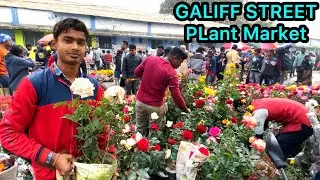 SHREE GOVINDA NURSERY FLOWER PLANT PRICE | GALIFF STREET PLANT MARKET SUNDAY | Best Flowers Forever