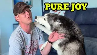 Our Huskies Go WILD When Dad Comes Home! (So Much Excitement!)