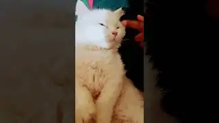 only eatingu sleepingu #cat