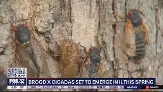 Brood X cicadas emerging in Illinois this spring