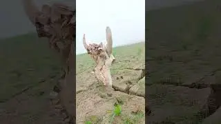 #sad #grow #foryou #viral #chalang #action #hiroriru