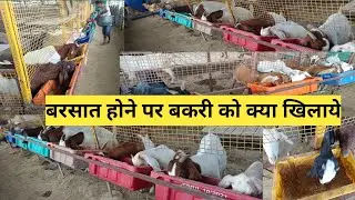बरसात होने पर बकरी को का खिलाये, कैसे|Amarjeet sir|Goat farm in Bihar|