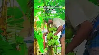 🌱🔥 Success = Effort + Action! | Motivational Audio with Garden Visuals