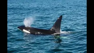 Team GSL - Orcas in the Norwegian sea