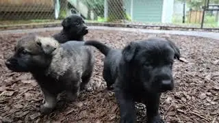 Puppy Playtime! Kraftwork K9 Pro German Shepherds