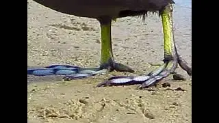 The wonderfully weird feet of an American coot!! The better to wrestle with!!