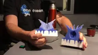 NOAA 3-D Coral Polyps