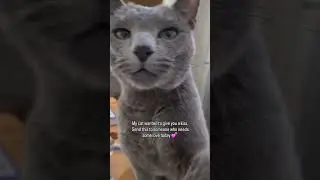 Hope the virtual cat kisses make you happy 😊 #cats #catshorts #cute #cutecat #russianblue #greycats