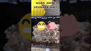 Wormies Get a Home Upgrade! (worm compost bin)