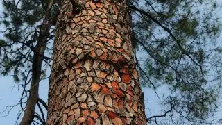 Maritime Pine Bark Extract (MPBE) Enhances Neuroplasticity