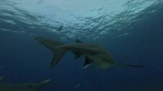 Shark dive in Kuata, Fiji