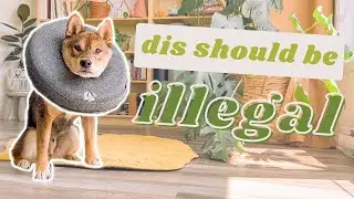 PUPPY SHIBA INU reacts to cone of shame | part 1