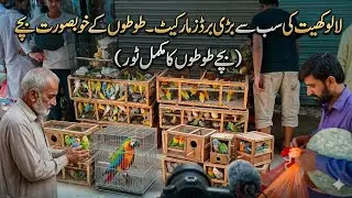 Lalukhet Biggest Birds Market | 19 Jan 2025 | Lovebird Java Finch Price Update
