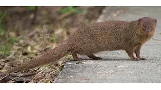 Herpestes javanicus Invasive Species PSA