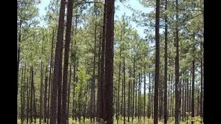 Longleaf Pine for Georgians