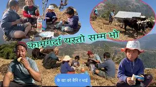 We're plowing to plant corn. खेतिपाति गर्ने तरिका हाम्रो गाउँमा @MilanSampangvlog