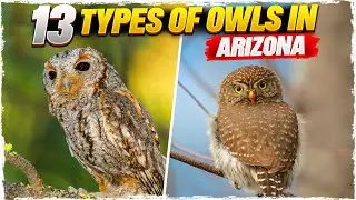 13 Types of Owls in Arizona (with Pictures)