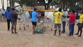 నాదెండ్ల ఎడ్ల పందాలు 2 పళ్ళు విభాగంలో R K బుల్స్