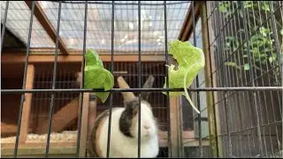 *SHOCKING* Rabbit Decides Between Cabbage and Spinach!