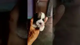 Lhasa apso puppies 12 days old /sale /price f-20k , m-24k #lhasaapso #ShihTzu #abhaypetslover