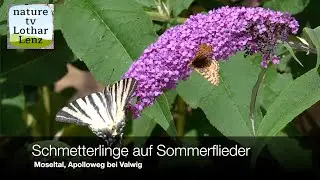 Schmetterlinge auf Sommerflieder. Moseltal, Apolloweg bei Valwig