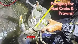 Vlog 57: Coastal Foraging For Mud Crabs & Prawns!