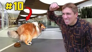 10 COSE da NON FARE coi PROPRI CANI