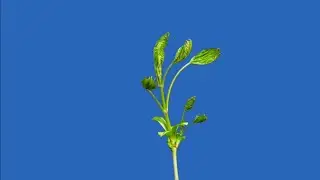 Plant Time lapse Chroma Key Animation Effect HD || Growing Plant Blue Screen Video Footage