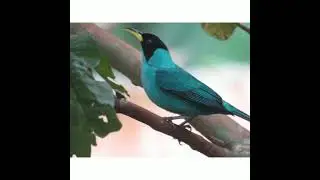 sai-verde