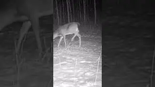 Small buck on trail camera at night footage #trending #deer #night #animal