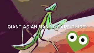 Giant Asian Mantis Care Guide (overview)