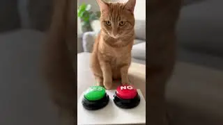 The Cat Reveals Who BUILT The Pyramids! 😱 (I'm Scared)
