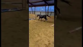 Warm-up#beautiful #natural #horse #лошади #funny #shorts