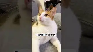 suara kucing gemoy #kucinggemoy #kucingimut #shortsfeed