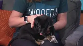 Animal Humane Society raises money for Give to the Max Day