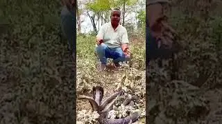 cobra handling, cobra training, cobras, cobra rei, cobra bite, wild cobra, cobra rise, cobra lift