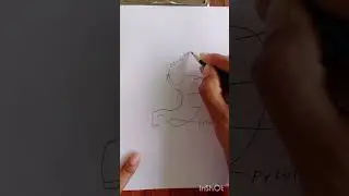 how to draw Human stomach diagram