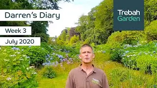 Week 3, July 2020 | Darren's Diary | Head Gardener At Trebah Garden, Cornwall